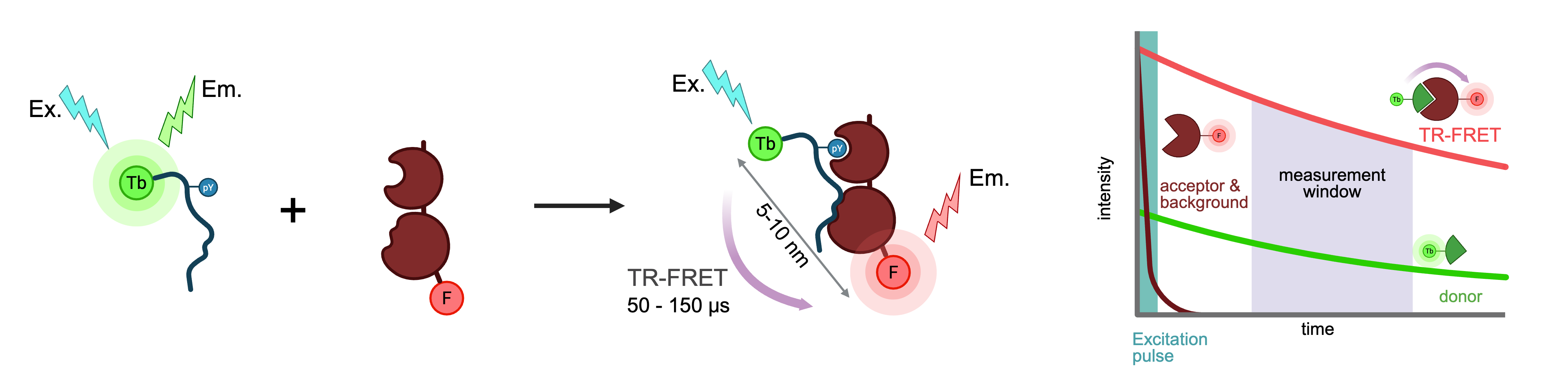 TR-FRET